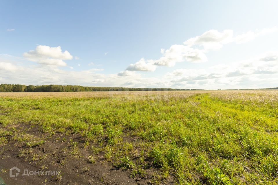 земля р-н Тюменский село Кулига фото 3