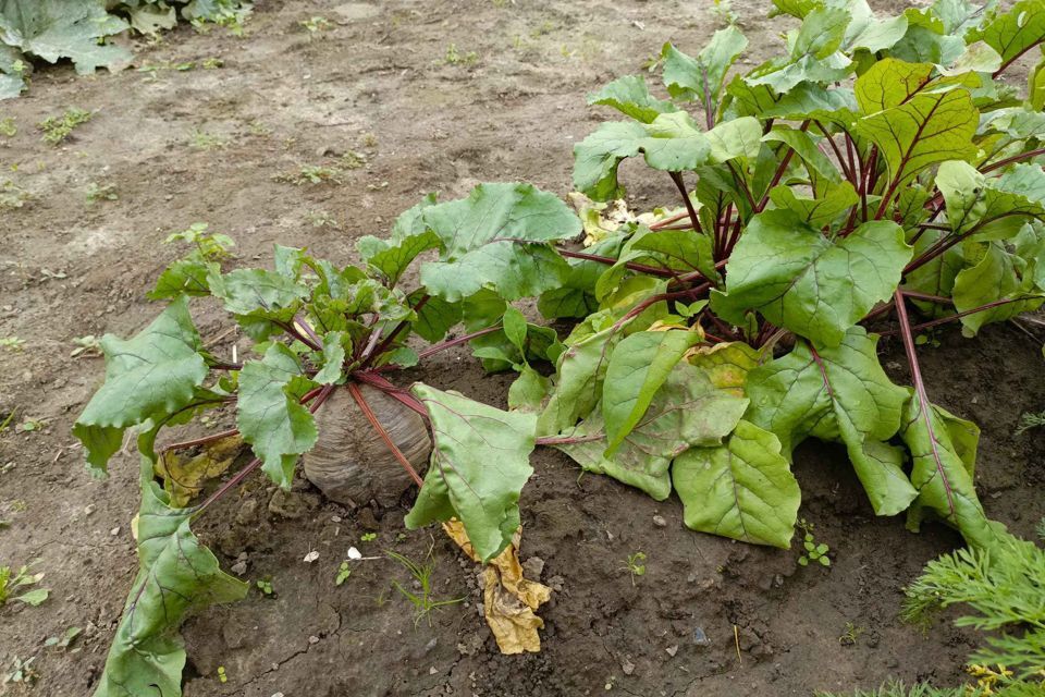 дом г Нижний Новгород р-н Советский городской округ Нижний Новгород, Кузнечиха фото 8