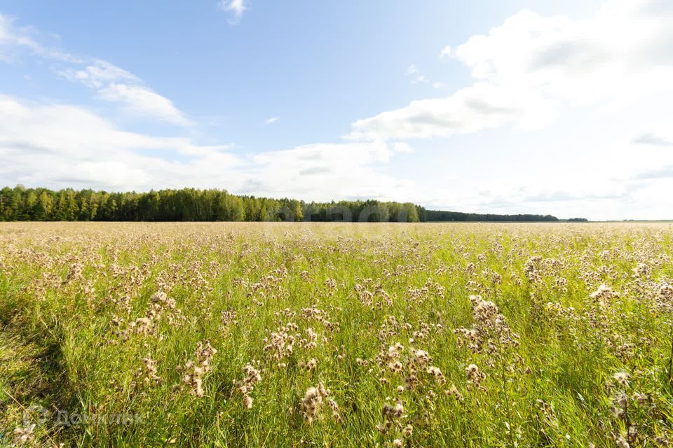 земля р-н Тюменский село Кулига фото 8