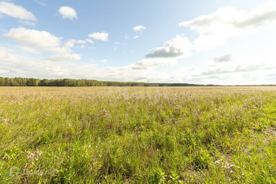 земля р-н Тюменский село Кулига фото 5