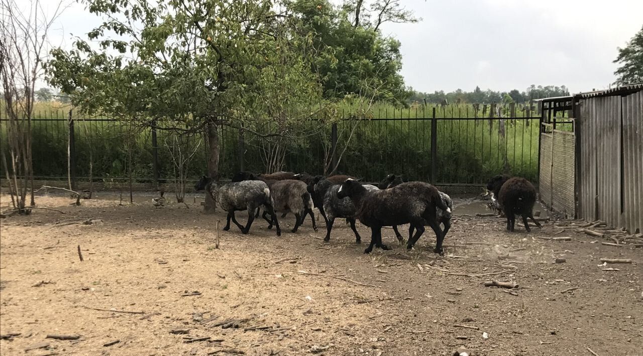 земля р-н Брюховецкий с Свободное ул Колхозная 3 Свободненское с/пос фото 21