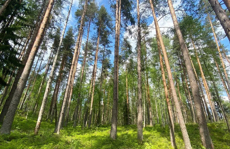 земля р-н Всеволожский массив Керро Куйвозовское сельское поселение фото 3