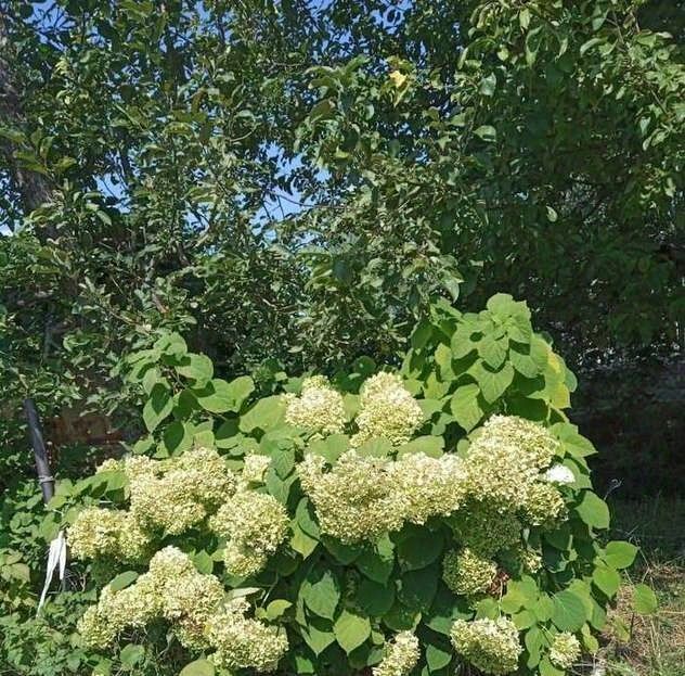 дом р-н Ставропольский с Осиновка ул Лазарева фото 19