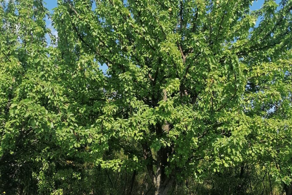 земля г Пенза городской округ Пенза, садовое дачное товарищество Север фото 3