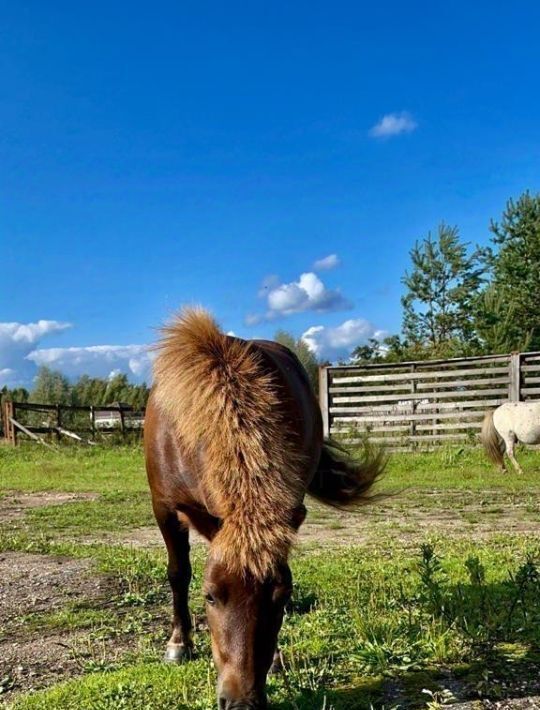 производственные, складские городской округ Истра с Лужки фото 3