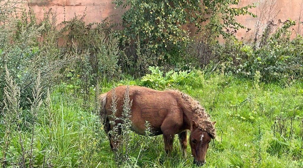 производственные, складские городской округ Истра с Лужки фото 32