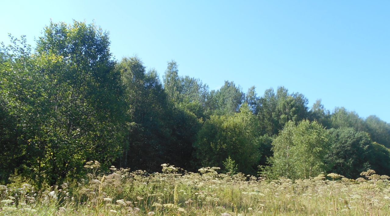 офис городской округ Шаховская д Щемелинки ул Лесная фото 1