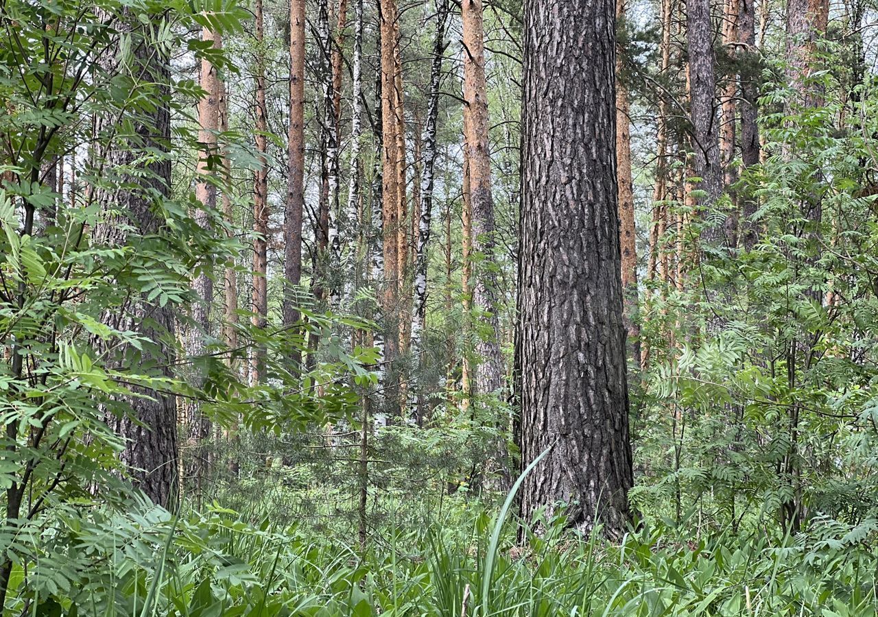 земля р-н Звениговский пгт Красногорский фото 8