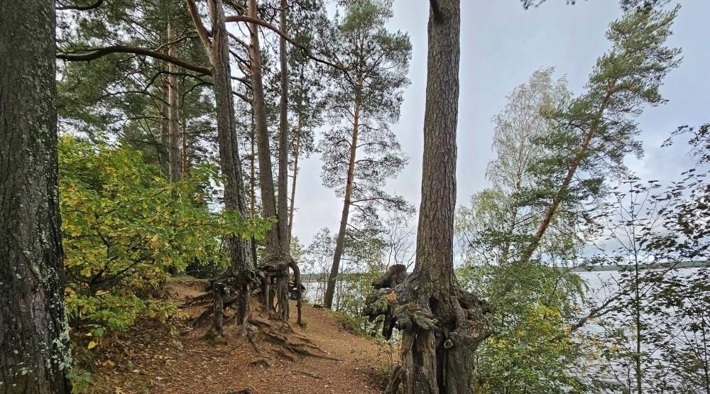 земля р-н Всеволожский Токсовское городское поселение, Токсово городской поселок, Девяткино, ул. Пляжная, 5 фото 4