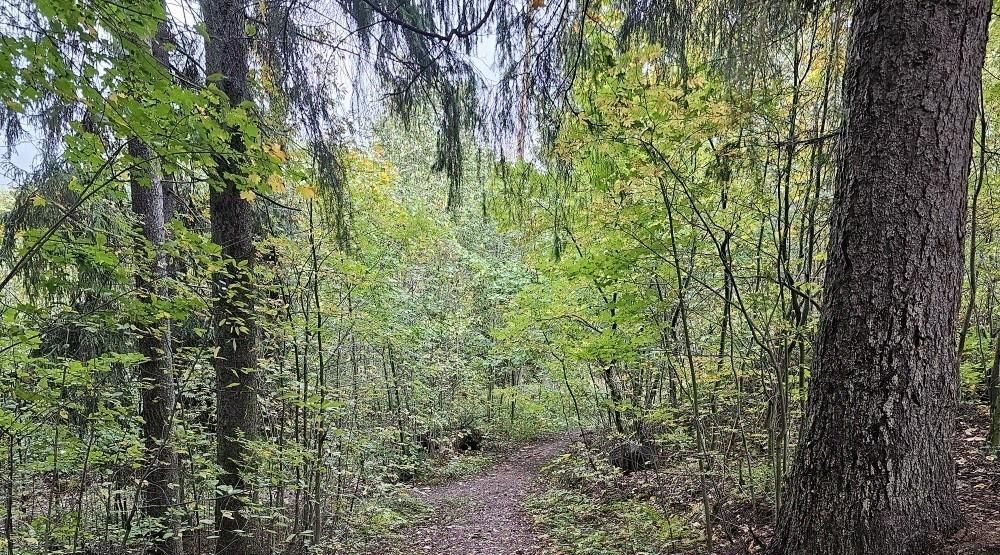 земля р-н Всеволожский Токсовское городское поселение, Токсово городской поселок, Девяткино, ул. Пляжная, 5 фото 22