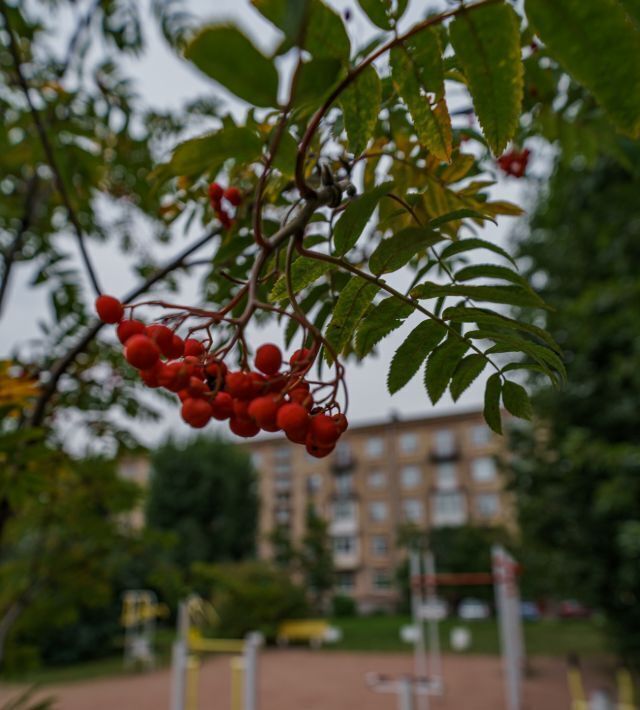 квартира г Санкт-Петербург метро Ломоносовская ул Ивановская 30 фото 26