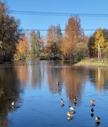 дом р-н Гатчинский массив Кобрино снт Буревестник-3 42 км, Гатчинский муниципальный округ, Сиверский, Киевское шоссе фото 26