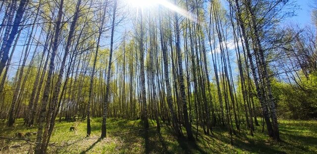 ул Лесная муниципальное образование Краснопламенское фото