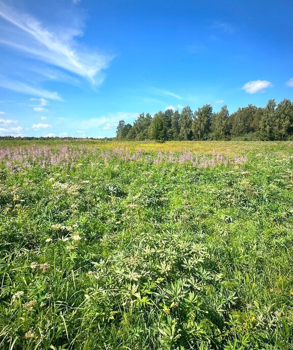 земля городской округ Клин д Денисово фото 3