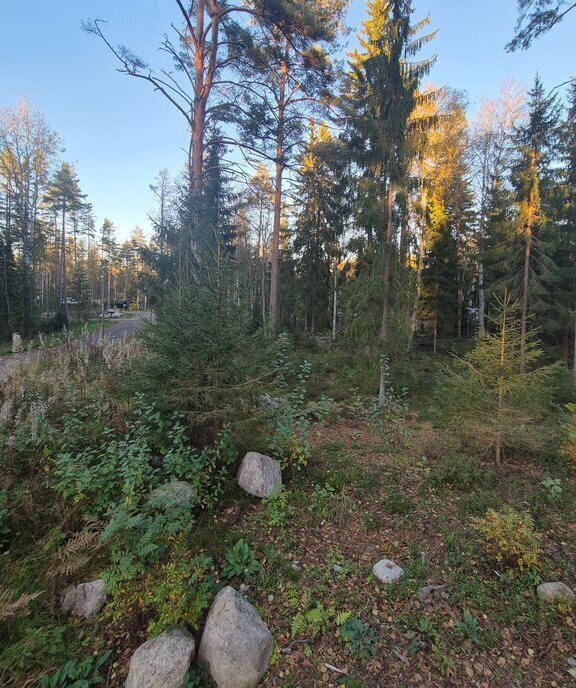 земля р-н Выборгский Приморское городское поселение, коттеджный посёлок Сосновый пляж, 151 фото 8