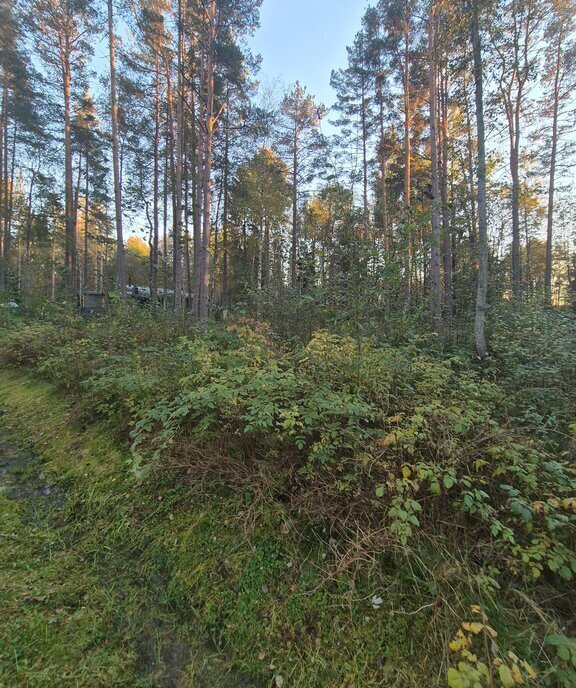 земля р-н Выборгский Приморское городское поселение, коттеджный посёлок Сосновый пляж, 36 фото 9