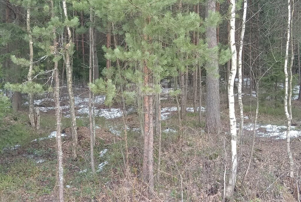 земля р-н Киришский городской посёлок Будогощь фото 3