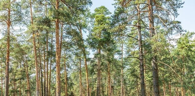 земля Никольская Слобода кп, Аникеевка фото