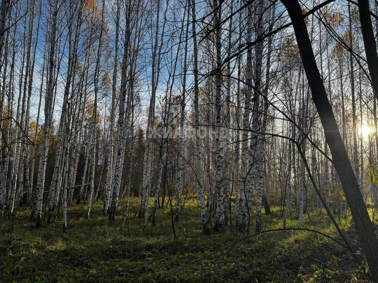 земля р-н Новосибирский п Каменушка ул Горнолыжная фото 3