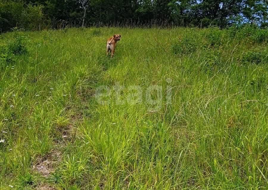 земля г Сочи городской округ Сочи, СТ Лавр фото 3