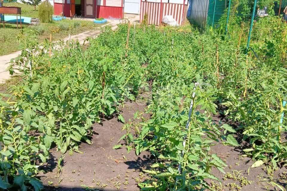 дом г Воронеж р-н Советский снт Садовод ул Виноградная 45 городской округ Воронеж фото 4