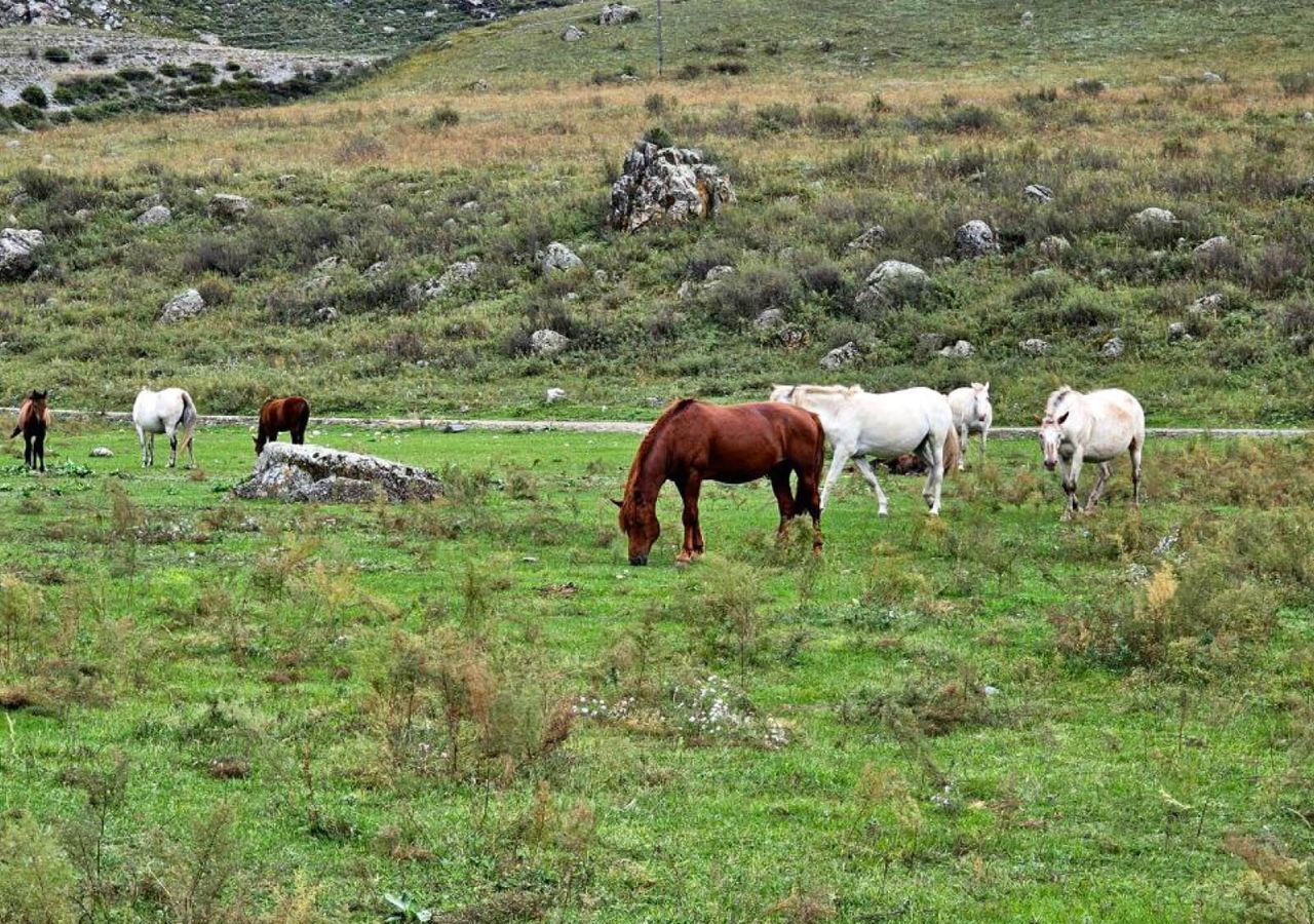 земля р-н Чемальский с Куюс ул Центральная Онгудай фото 16