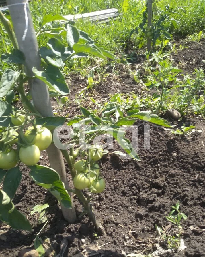 земля р-н Емельяновский д Ясная Поляна сельсовет, Красноярск, Солонцовский, Невская ул., 486 фото 4