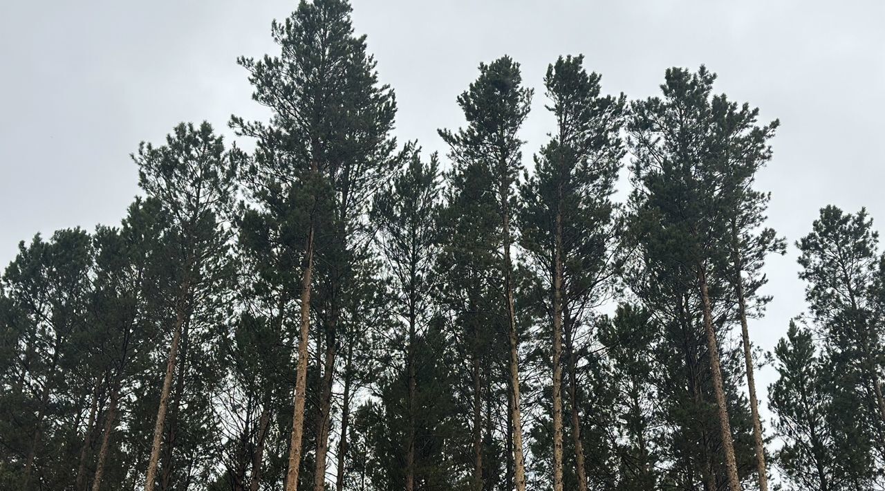 дом р-н Иркутский п Плишкино днп Будь Здоров Хомутовское муниципальное образование фото 5