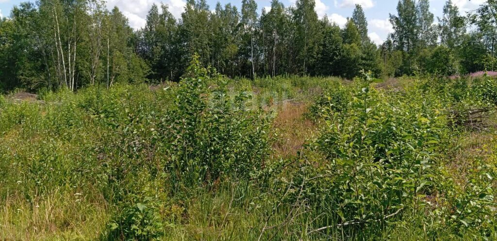 земля р-н Окуловский д Загубье Турбинное сельское поселение фото 6