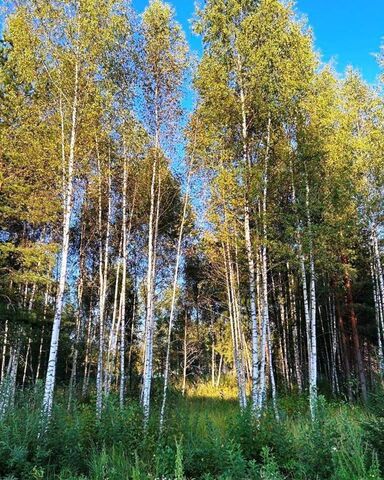 направление Савеловское (север) ш Дмитровское 9825 км, коттеджный пос. Долина, Озёрная ул, Тверская обл., Кимрский муниципальный округ, Дубна фото