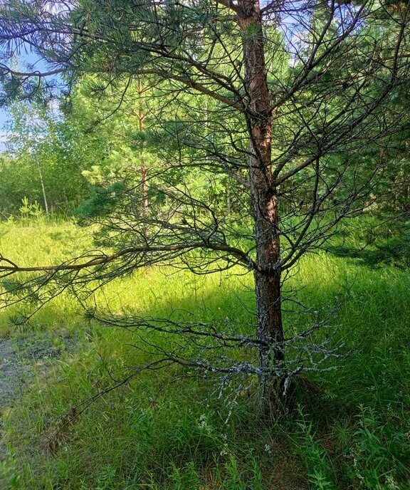 земля г Нижний Новгород р-н Нижегородский Горьковская пл Минина и Пожарского фото 12