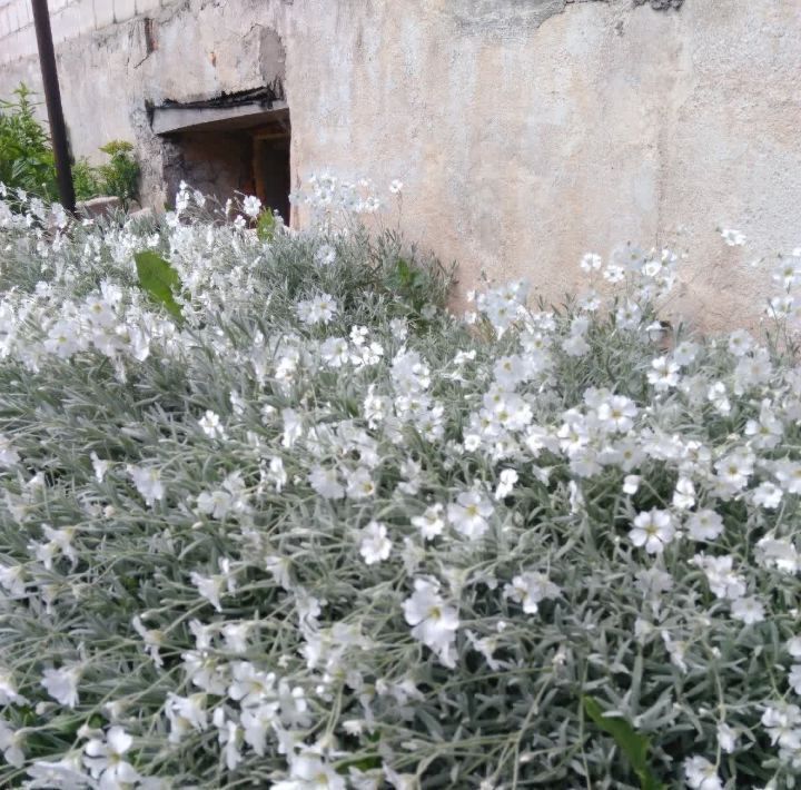 дом р-н Островский г Остров ул Велейская 10 фото 37