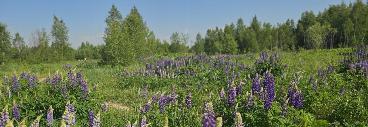 земля городской округ Истра д Ядромино фото 3