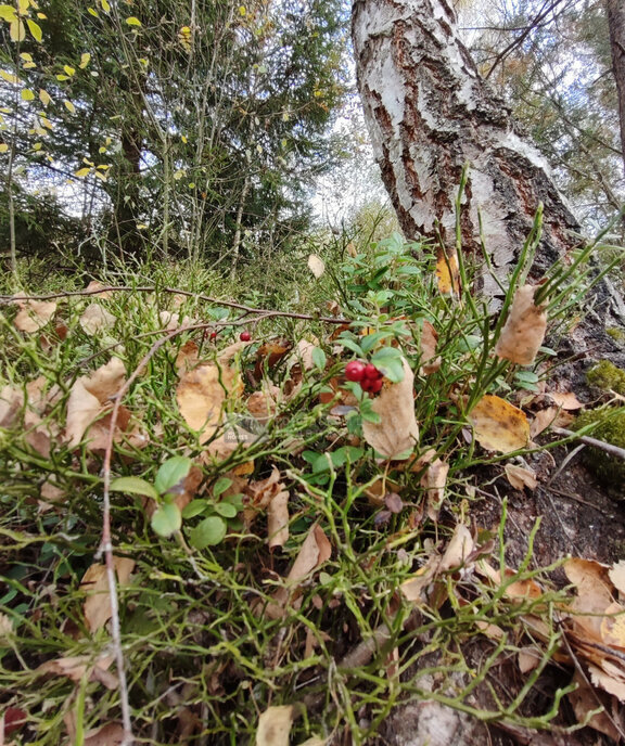 дом городской округ Шатура п Шатурторф фото 18