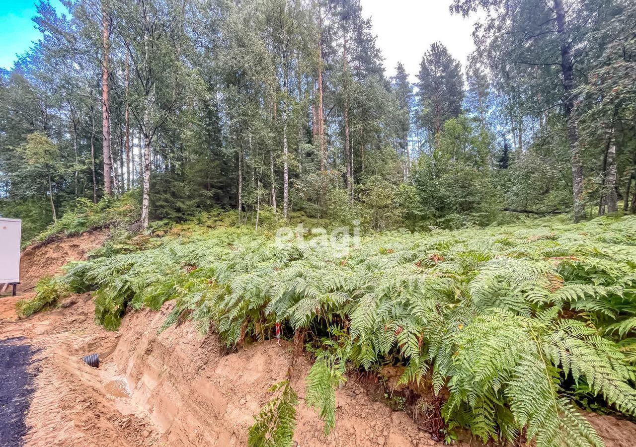 земля р-н Всеволожский днп Парковое 2 Приозерское шоссе, 9752 км, Куйвозовское сельское поселение, Лисички, Васкелово фото 16