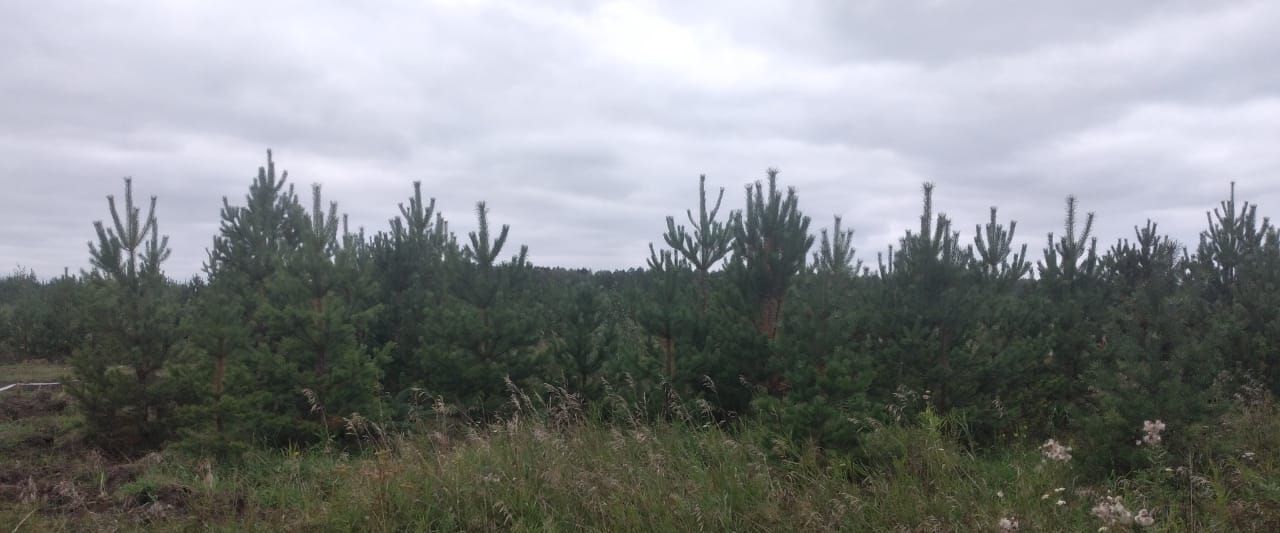 земля г Екатеринбург снт Малина Белоярский городской округ фото 2