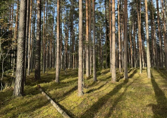 Приморское шоссе, 9770 км, Полянское сельское поселение, территория Полянская фото