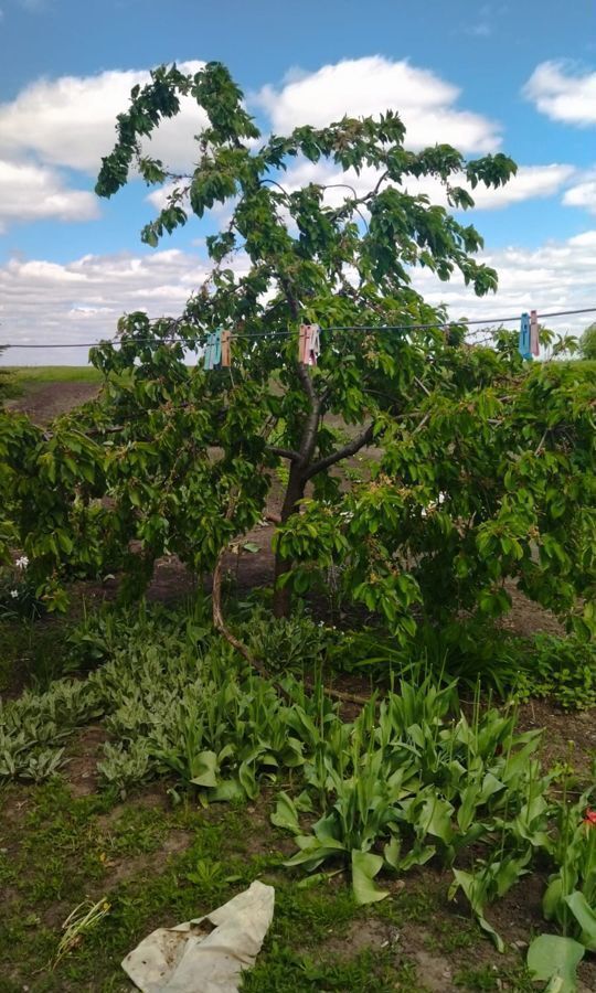 дом р-н Курский д Екатериновка Новопоселеновский сельсовет, Курск фото 19