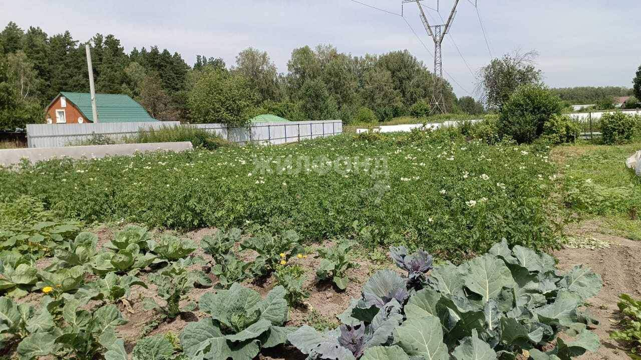 земля р-н Новосибирский с Барышево ул Ватутина фото 1