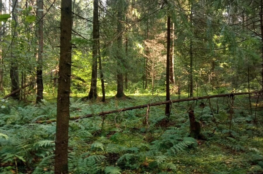 земля городской округ Истра д Давыдково фото 12