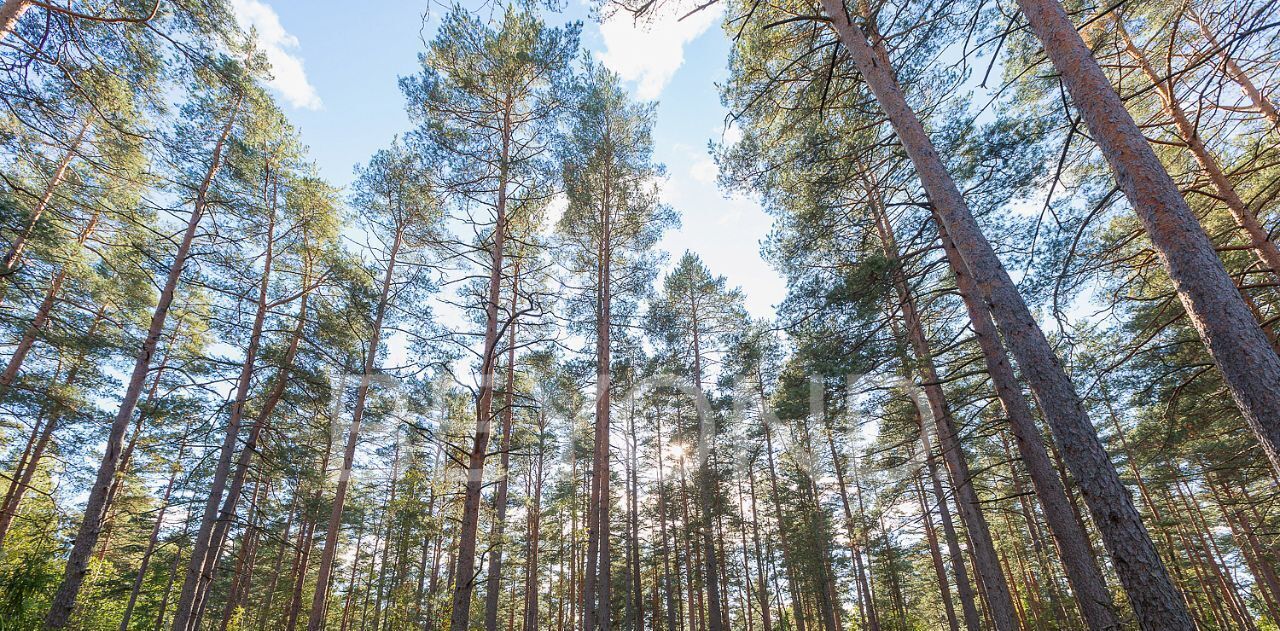 земля г Санкт-Петербург п Комарово пр-кт Лесной р-н Курортный фото 1