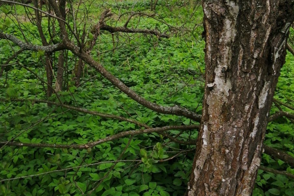 земля городской округ Орехово-Зуевский д Халтурино снт Олимпиец 10-я Восточная улица, 353 фото 6