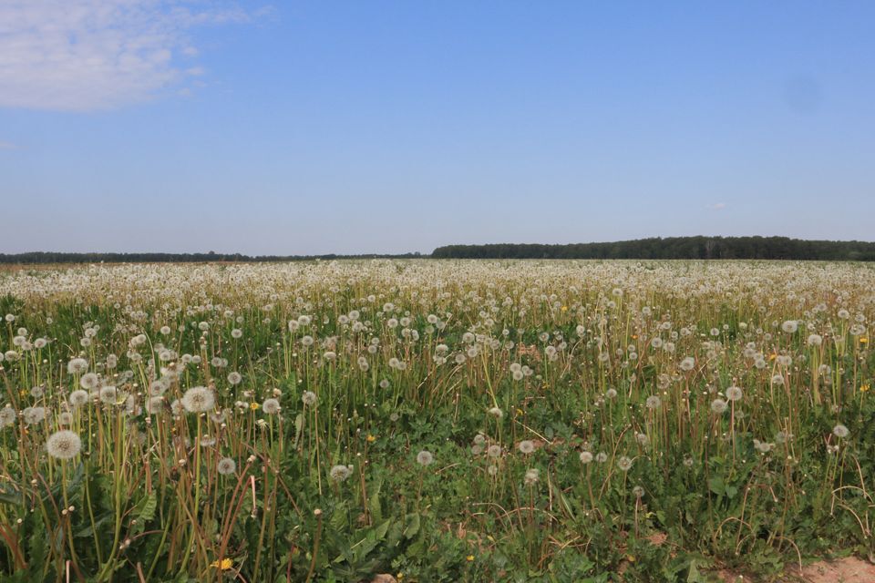 земля г Домодедово Белые Столбы, Домодедово городской округ фото 7