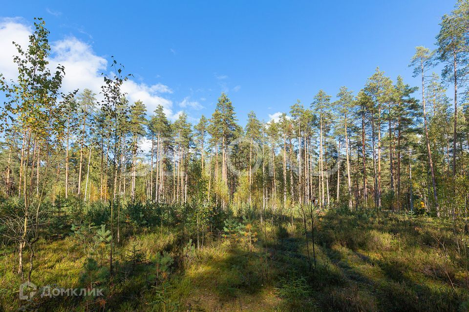 земля г Санкт-Петербург ул Комарова Курортный фото 6