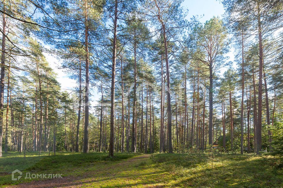 земля г Санкт-Петербург ул Комарова Курортный фото 8