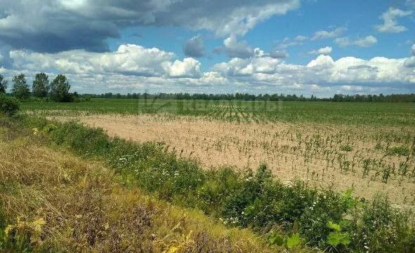 земля р-н Лужский д Новое Село-1 Дзержинское сельское поселение фото 6