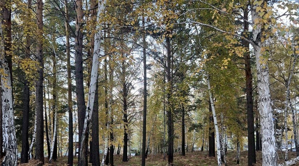 земля р-н Шелеховский п Чистые Ключи ул Березовая Баклашинское муниципальное образование фото 17