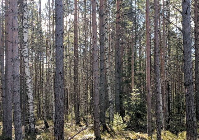 снт тер. ТСНЗеленый остров Александровское шоссе, 9736 км, Сертоловское городское поселение, Санкт-Петербург, Хвойная ул фото