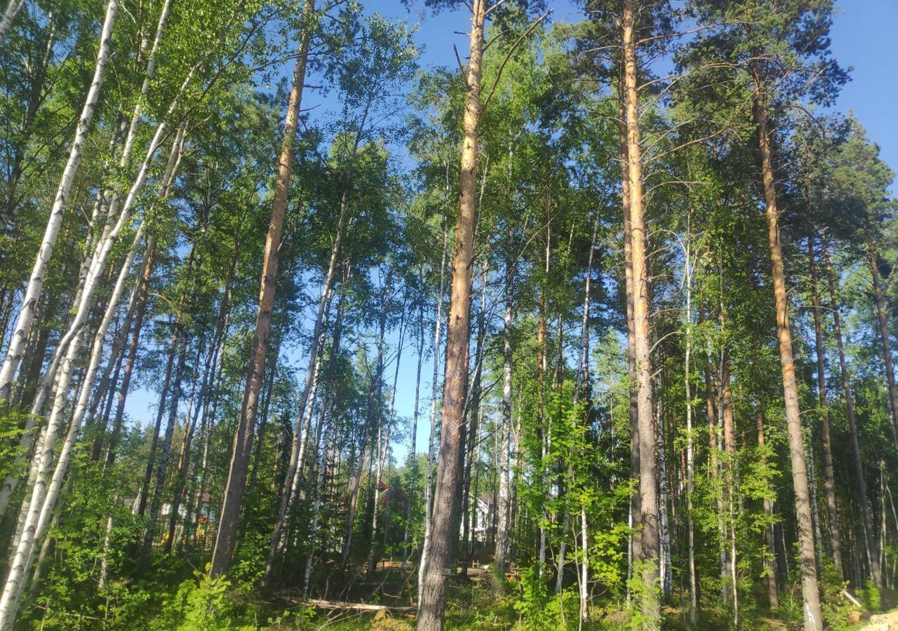 земля р-н Всеволожский массив Белоостров снт тер. ТСНЗеленый остров Александровское шоссе, 9736 км, Сертоловское городское поселение, Санкт-Петербург, Хвойная ул фото 4