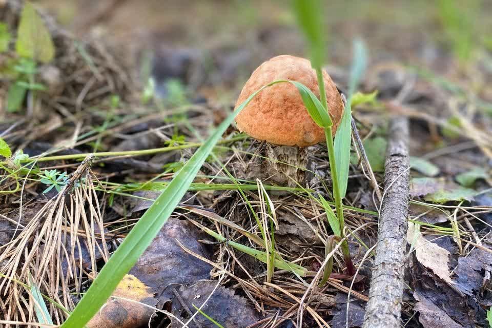 земля г Екатеринбург Екатеринбург городской округ, Лесная поляна фото 3